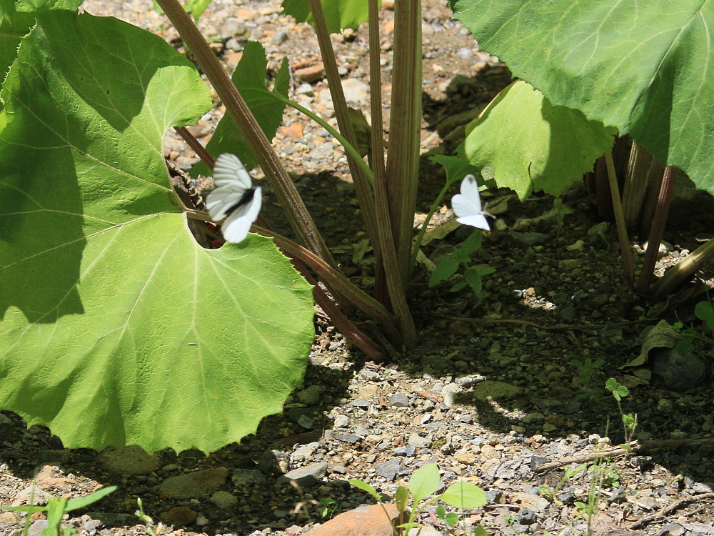 エゾヒメシロチョウ　　アンテナが可愛い。　2013.7.12-13北海道15_a0146869_4344927.jpg