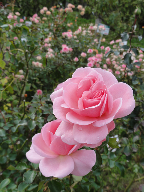 b0006870_1414056.jpg