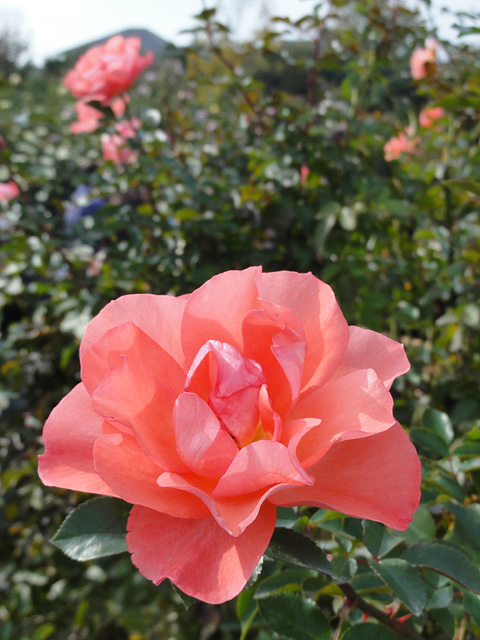 b0006870_1432356.jpg