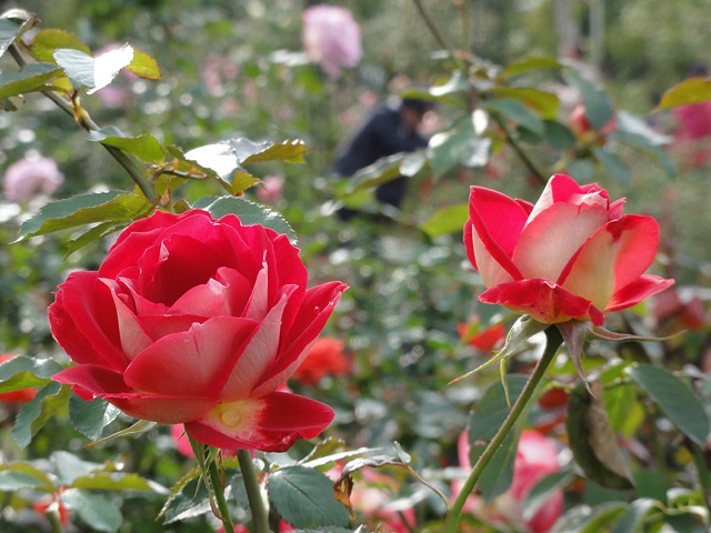 b0006870_143368.jpg