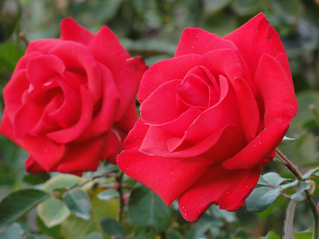 b0006870_1453167.jpg