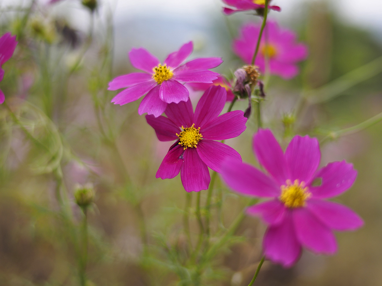 シグマ 30mm F1 4 Ex Dc Hsm フォトン