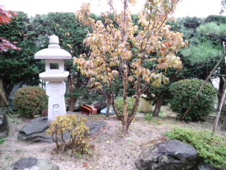 季節は晩秋_d0027486_7432275.jpg