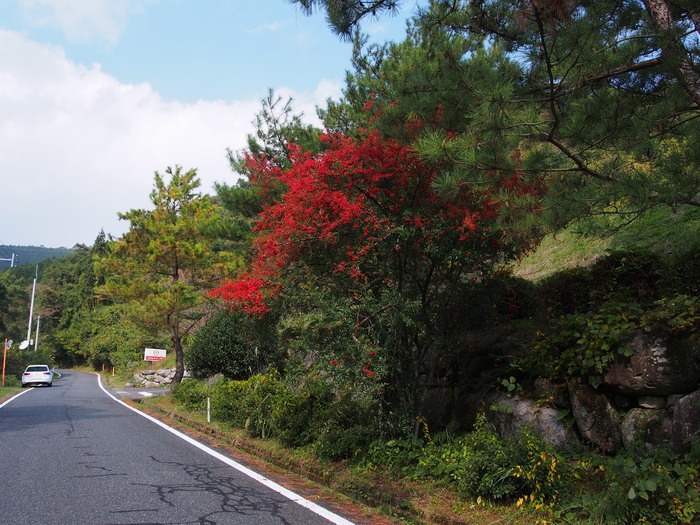 山中のゴルフ場周辺の秋（佐賀県みやき町）　2013.11.4_a0149488_17275647.jpg