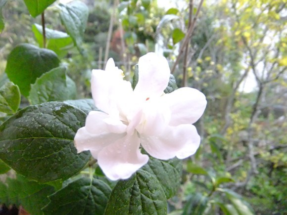 f0215591_835178.jpg