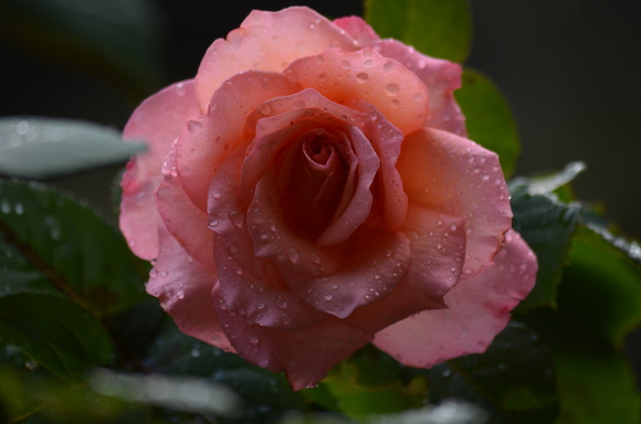 a0288500_1431160.jpg
