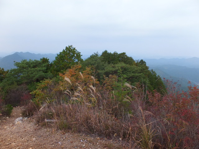 納古山（のこやま）　木和谷（こわたに）林道から_a0271502_1121317.jpg