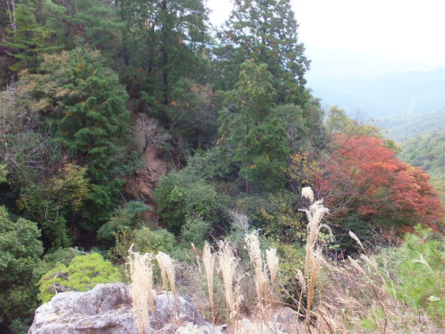 納古山（のこやま）　木和谷（こわたに）林道から_a0271502_11253591.jpg