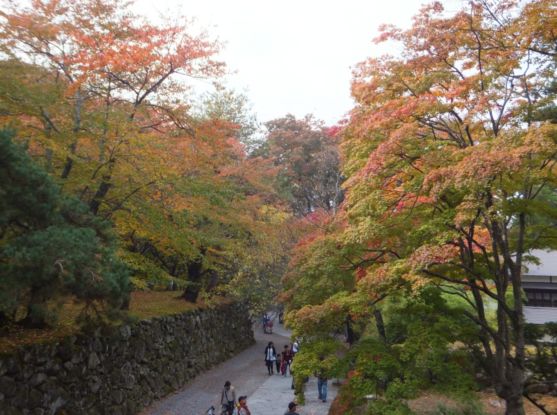 小諸市懐古園の紅葉情報（小諸市ホームページよりH251013～H251114これが最終です）_e0304702_1271824.jpg