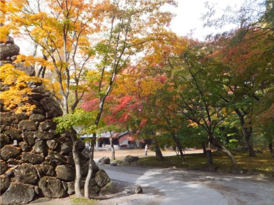 小諸市懐古園の紅葉情報（小諸市ホームページよりH251013～H251114これが最終です）_e0304702_127729.jpg