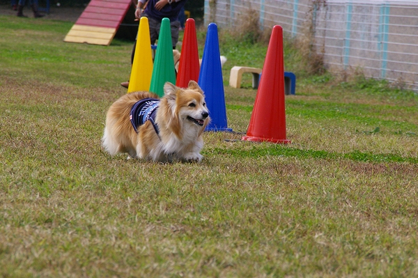 順調な圃場かたづけ_c0127703_2351298.jpg