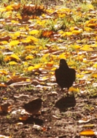 ユニオン・スクエアの紅葉風景_b0007805_12162720.jpg