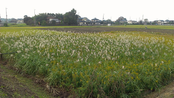 連休三日目の散歩、お寺で雨宿り_a0000006_1313922.jpg
