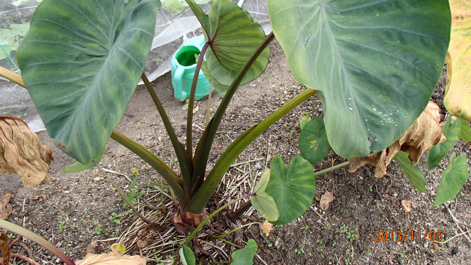c0165909_1843469.jpg