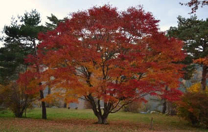 八ヶ岳高原　松原湖紅葉・2013_d0264817_16595441.jpg