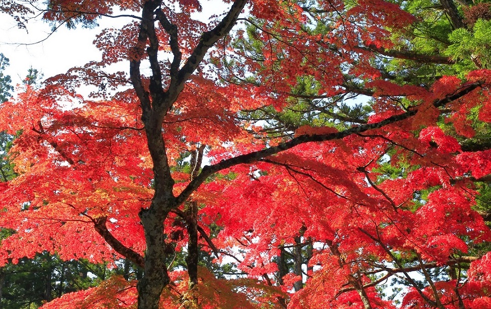 紅葉撮影2013・高野山_b0269618_192365.jpg