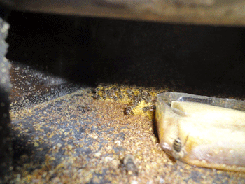 f0232920_16122383.gif