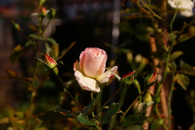 f0170524_12445318.jpg