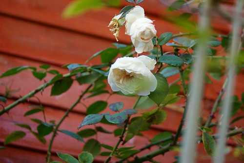 f0170524_1255312.jpg