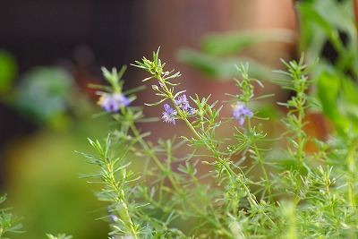 f0170524_20141998.jpg