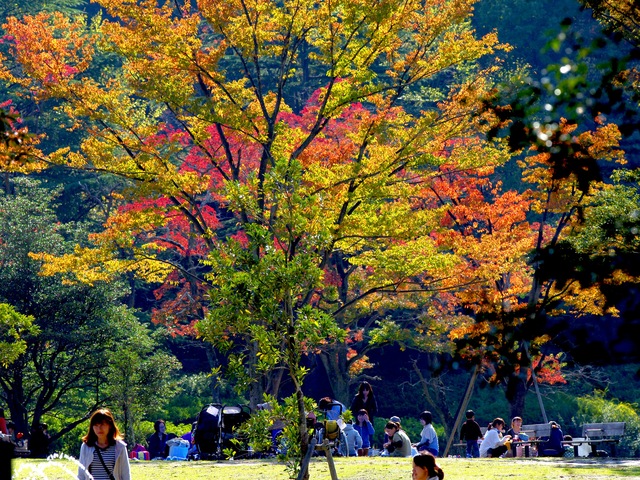 爽秋の生田緑地_b0191026_1781461.jpg