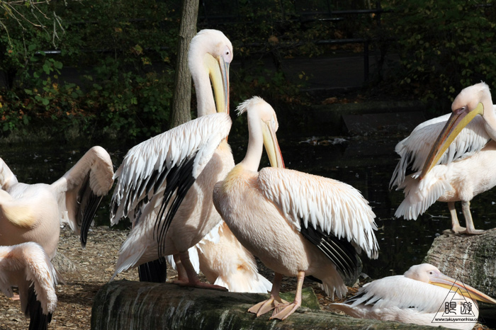 361 Hellabrunn Zoo ~ミュンヘンの動物園~_c0211532_14341627.jpg