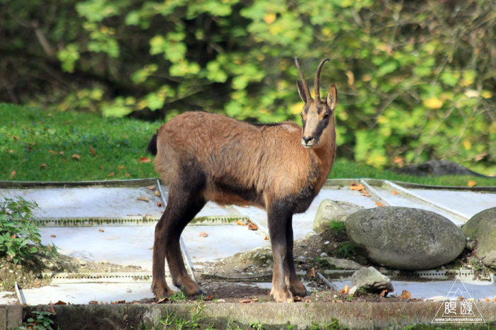 361 Hellabrunn Zoo ~ミュンヘンの動物園~_c0211532_1447586.jpg
