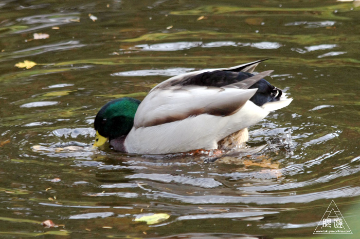 361 Hellabrunn Zoo ~ミュンヘンの動物園~_c0211532_1838469.jpg