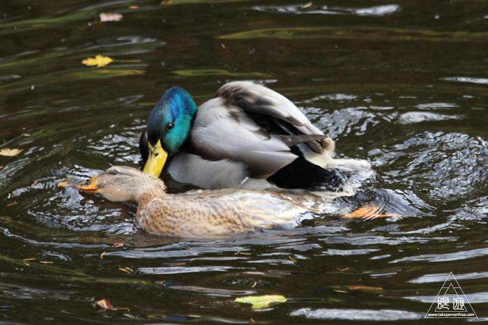 361 Hellabrunn Zoo ~ミュンヘンの動物園~_c0211532_18391024.jpg