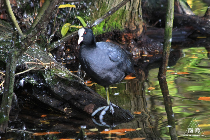 361 Hellabrunn Zoo ~ミュンヘンの動物園~_c0211532_18393262.jpg