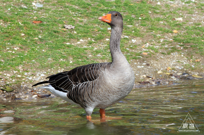 361 Hellabrunn Zoo ~ミュンヘンの動物園~_c0211532_22593100.jpg