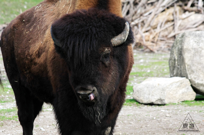 361 Hellabrunn Zoo ~ミュンヘンの動物園~_c0211532_2331852.jpg
