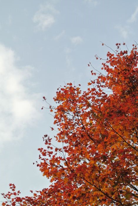 昭和記念公園で紅葉を楽しみました_e0089232_7565339.jpg