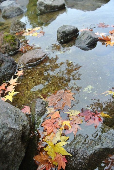 昭和記念公園で紅葉を楽しみました_e0089232_7575789.jpg