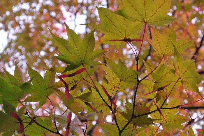 昭和記念公園で紅葉を楽しみました_e0089232_80526.jpg
