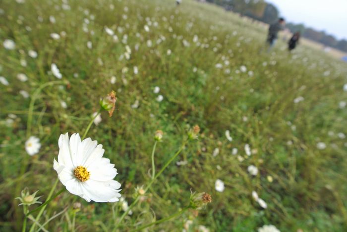 昭和記念公園で紅葉を楽しみました_e0089232_81297.jpg