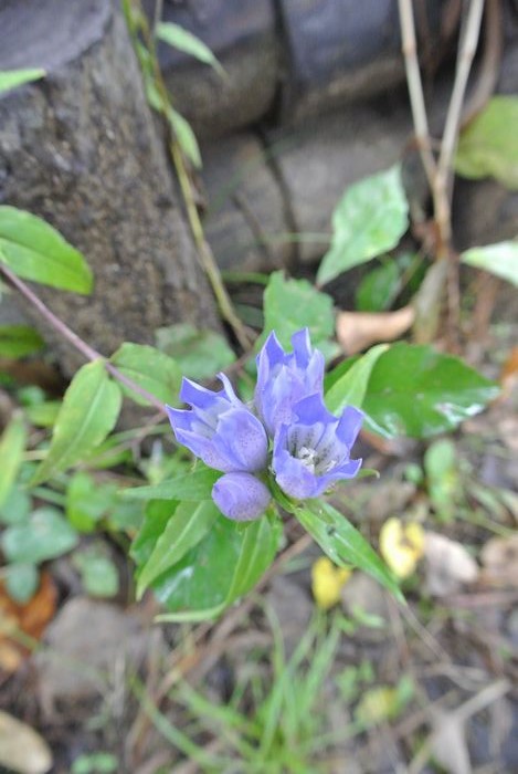 昭和記念公園で紅葉を楽しみました_e0089232_871282.jpg