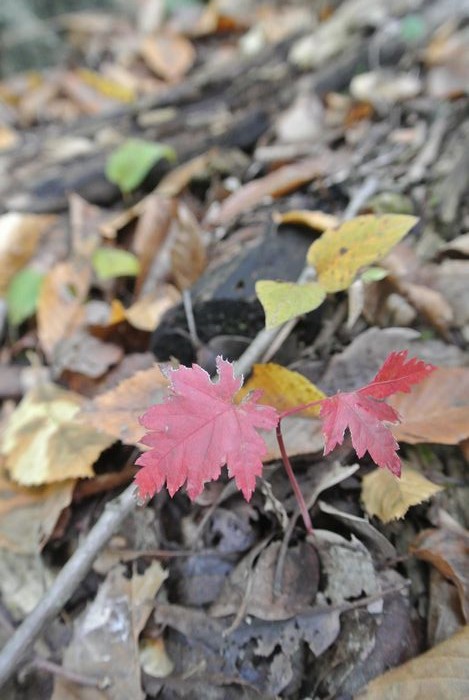 昭和記念公園で紅葉を楽しみました_e0089232_882023.jpg