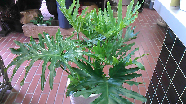 a0121139_23363944.jpg