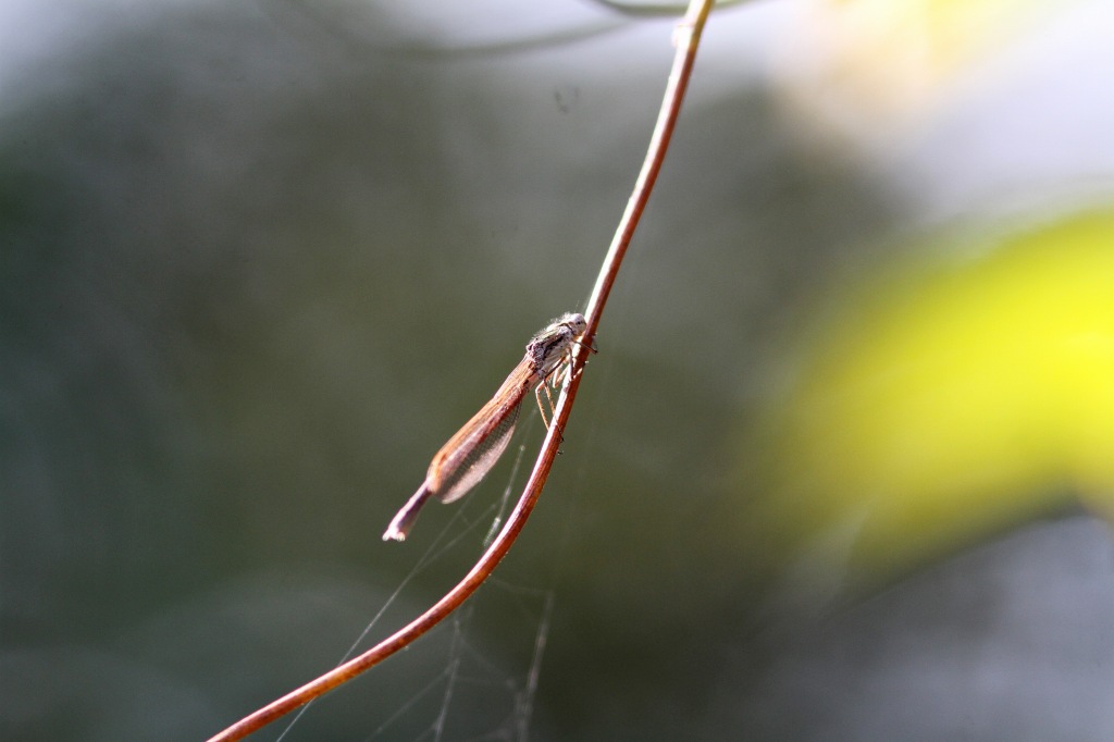 c0172139_9354737.jpg