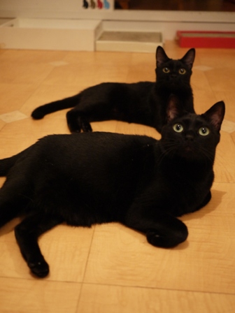 第12回ゆきねこ教室 いろいろ猫家族vol.2 熊本市中央区。_a0143140_0444442.jpg