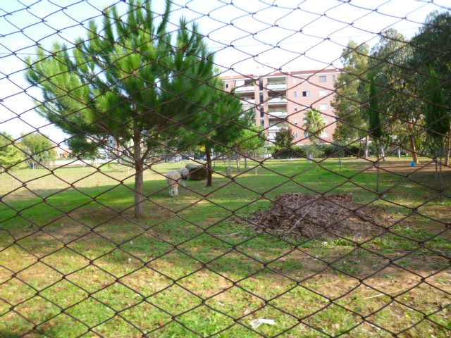 d0170140_331463.jpg