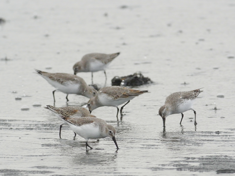 「雨の干潟」　ハマシギ（浜鷸）/Dunlin_b0309841_0301462.jpg