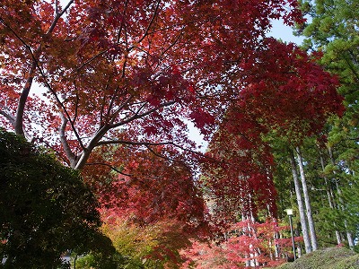 高野山の紅葉_b0069548_2255826.jpg