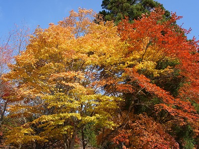 高野山の紅葉_b0069548_2264470.jpg