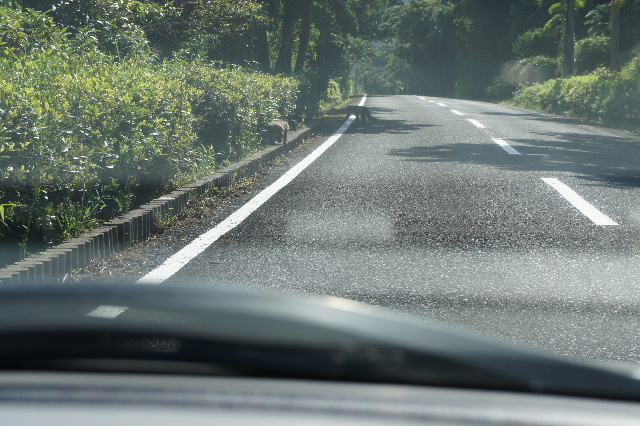 霧島と佐多岬の旅 (3) 九州・本土最南端の佐多岬へ_c0011649_9292515.jpg