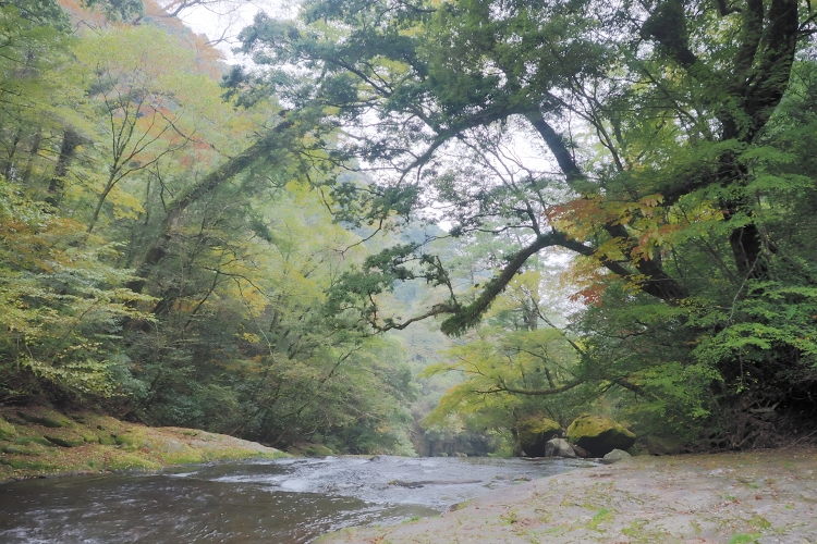 菊池渓谷11/2の紅葉は微妙でした_b0123359_21541731.jpg