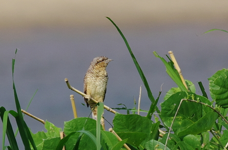 淀川野鳥　アリスイ_d0256061_1421719.jpg