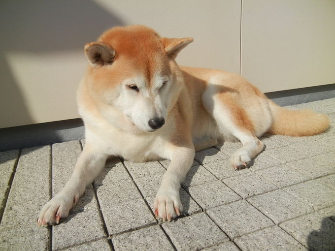 ’13.11.5(火)あれっ、わんにゃんが一緒に水飲んでる!_f0060461_952259.jpg