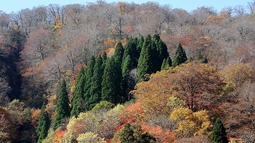 氷ノ山の錦繍_d0140867_23485872.jpg